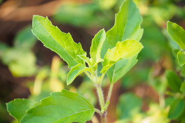 Holy basil leaf close up