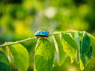 Jewel Bug in the nature