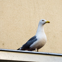 seagull on roof