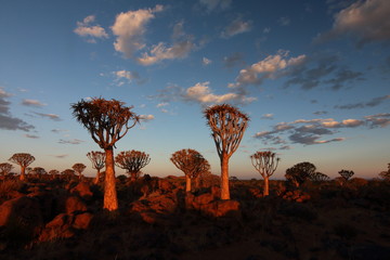 Namibia quiver tree forest sunset