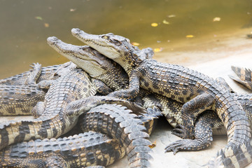 Asian baby crocodiles farm