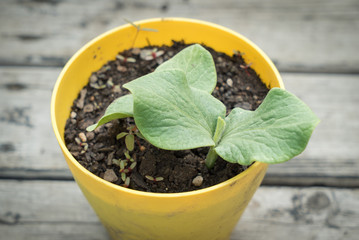 野菜のポット苗 カボチャ