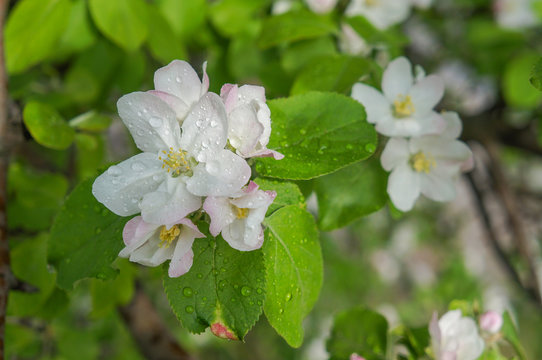 Branch of Apple blossoms in early spring