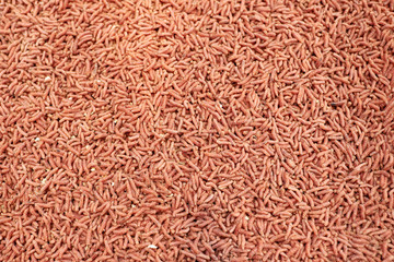 Red maggot worm bait for fishing