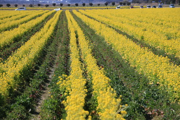 菜の花畑