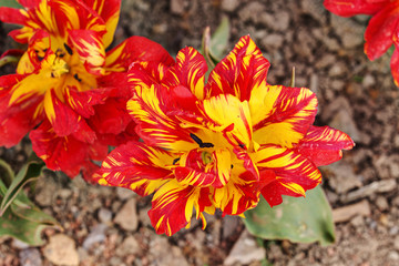 tulip close up