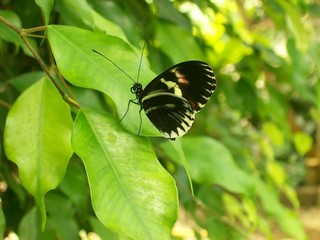 Butterfly walking  on a leaf