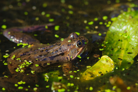 Common Frog (Rana temporaria) surrounded by frog spawn