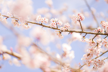 桜　クローズアップ
