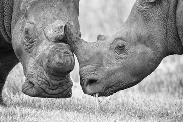 Photo sur Aluminium Rhinocéros Gros plan d& 39 une tête de rhinocéros blanc avec une peau ridée dure