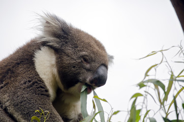 Australian koala