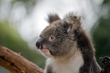 Fototapeta premium Australian koala