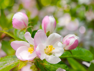 White and pink cherry tree bloom with green bokeh background. Spring theme.