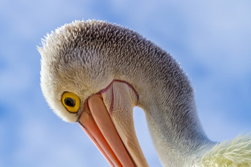 Pelican
