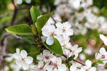 early spring flowering apple tree with bright white flowers