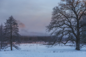 Obraz na płótnie Canvas Winter Wonderland in the morning