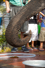 Obraz na płótnie Canvas Curled Elephant Nose Drinking Water