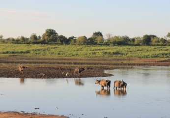 Fototapeta na wymiar Small herd of wild buffalo resting in water
