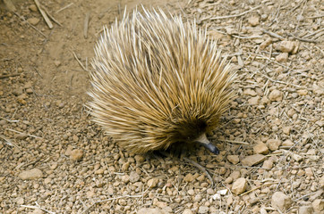 echidna