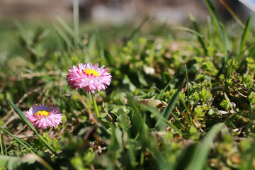 spring grass and flower