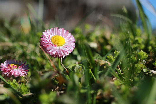 spring grass and flower