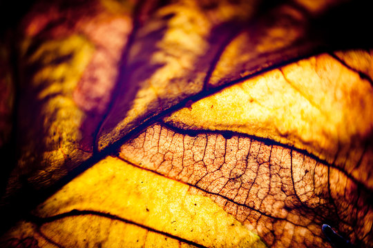 Autumn leaves silhouette yellow macro