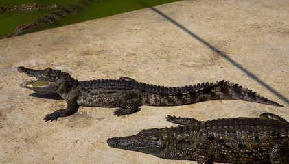 Crocodile saltwater Thailand zoo