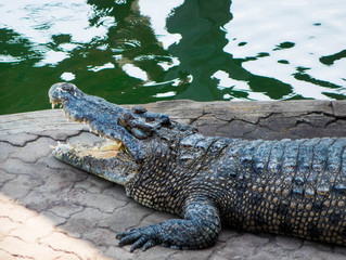 Obraz premium Crocodile saltwater Thailand zoo