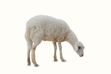 a sheep