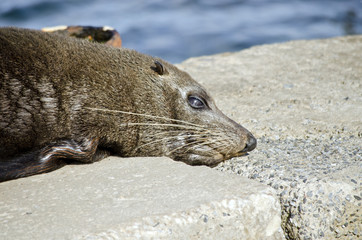 Australian fur seal