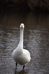 真っ直ぐこちらを見る白鳥