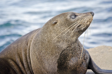 Australian fur seal