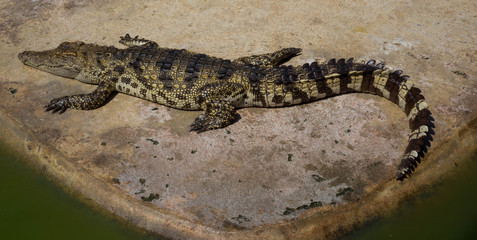 Crocodile saltwater Thailand zoo