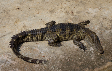 Crocodile saltwater Thailand zoo