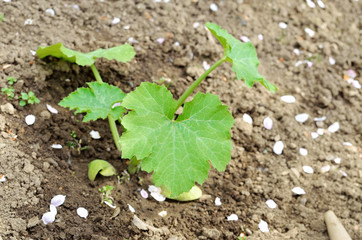 Young cucumber plant