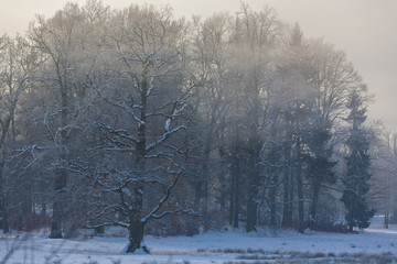 Winter Wonderland in the morning