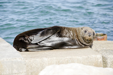 Australian fur seal