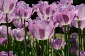 tulips
チューリップ