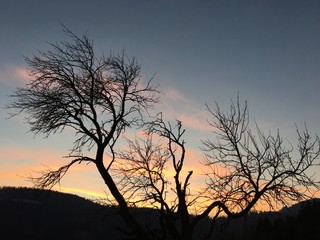 Kahler Baum vor rötlichen Wolken
