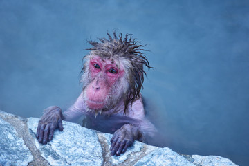 ひとりで入浴中の日本猿