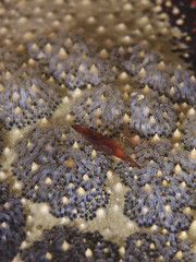 Starfish shrimp, Seestern Partnergarnele (Periclimenes soror)