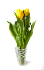 Yellow tulips (Tulipa fosteriana) in a vase