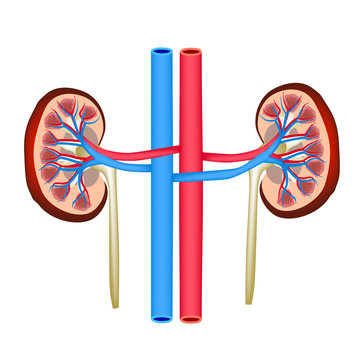 Structure of kidneys. Vector illustration on isolated background