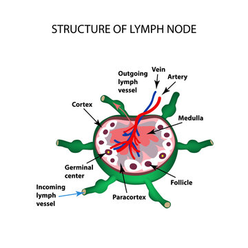 The anatomical structure of the lymph node. Infographics. Vector illustration on isolated background