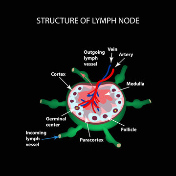 The anatomical structure of the lymph node. Infographics. Vector illustration on a black background