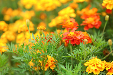 Beautiful flowers growing on green meadow