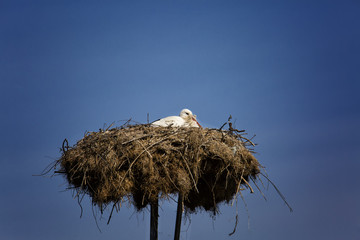 Stork, having a rest in its nest