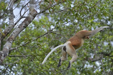 Jumping on a tree Proboscis Monkey  in the wild green rainforest on Borneo Island. The proboscis monkey (Nasalis larvatus) or long-nosed monkey, known as the bekantan in Indonesia
