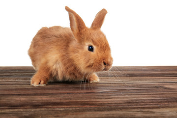 Obraz premium Cute funny rabbit on wooden surface against white background
