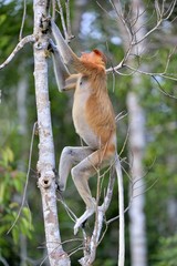 Jumping on a tree Proboscis Monkey  in the wild green rainforest on Borneo Island. The proboscis monkey (Nasalis larvatus) or long-nosed monkey, known as the bekantan in Indonesia
